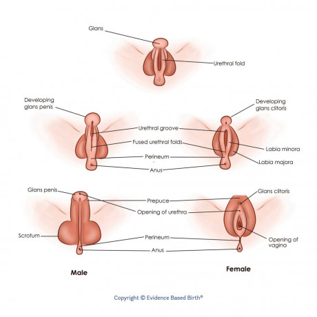 Evidence And Ethics On Circumcision Based