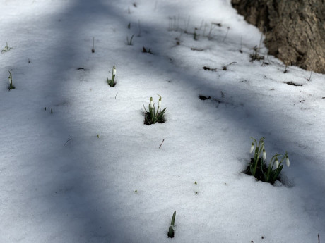 Snowdrop